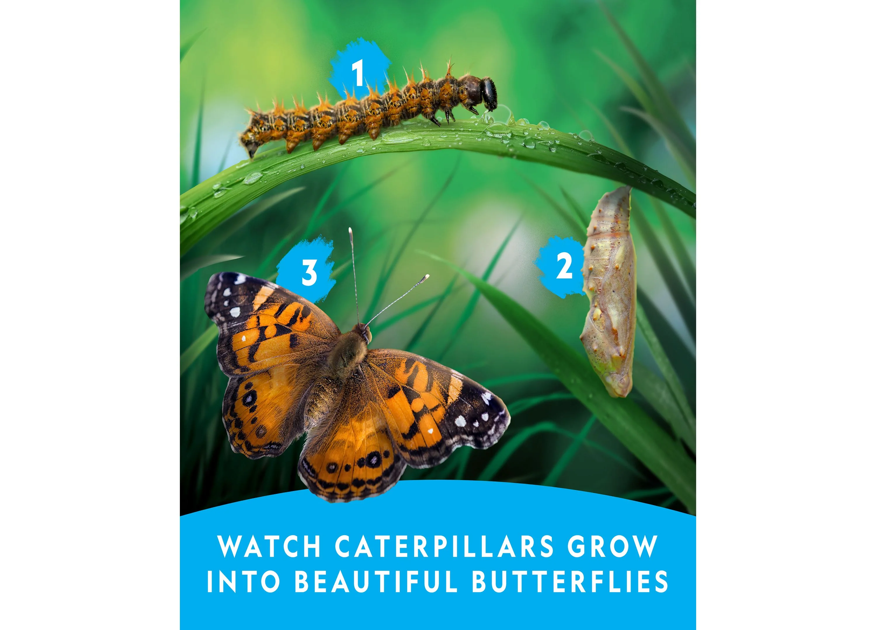 National Geographic Butterfly Growing Kit – Discover Metamorphosis - Image 8
