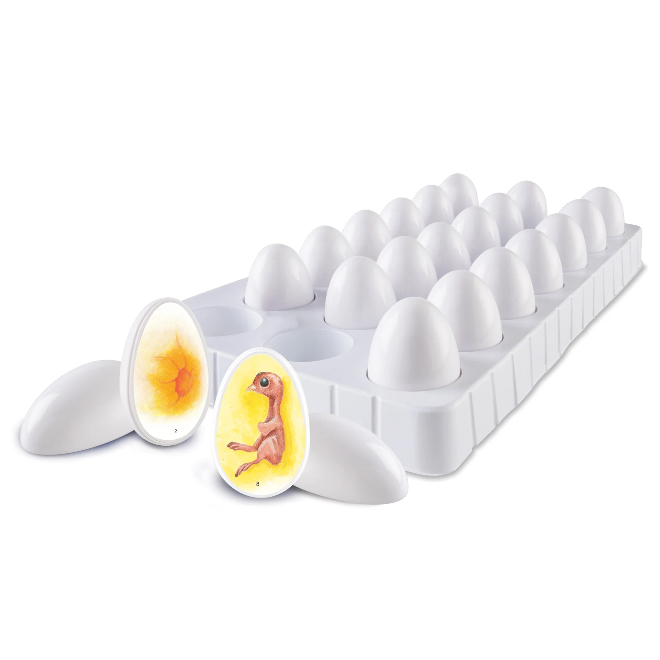 Learning Resources Chick Life Cycle Exploration Set - Educational Science Toy - Image 2