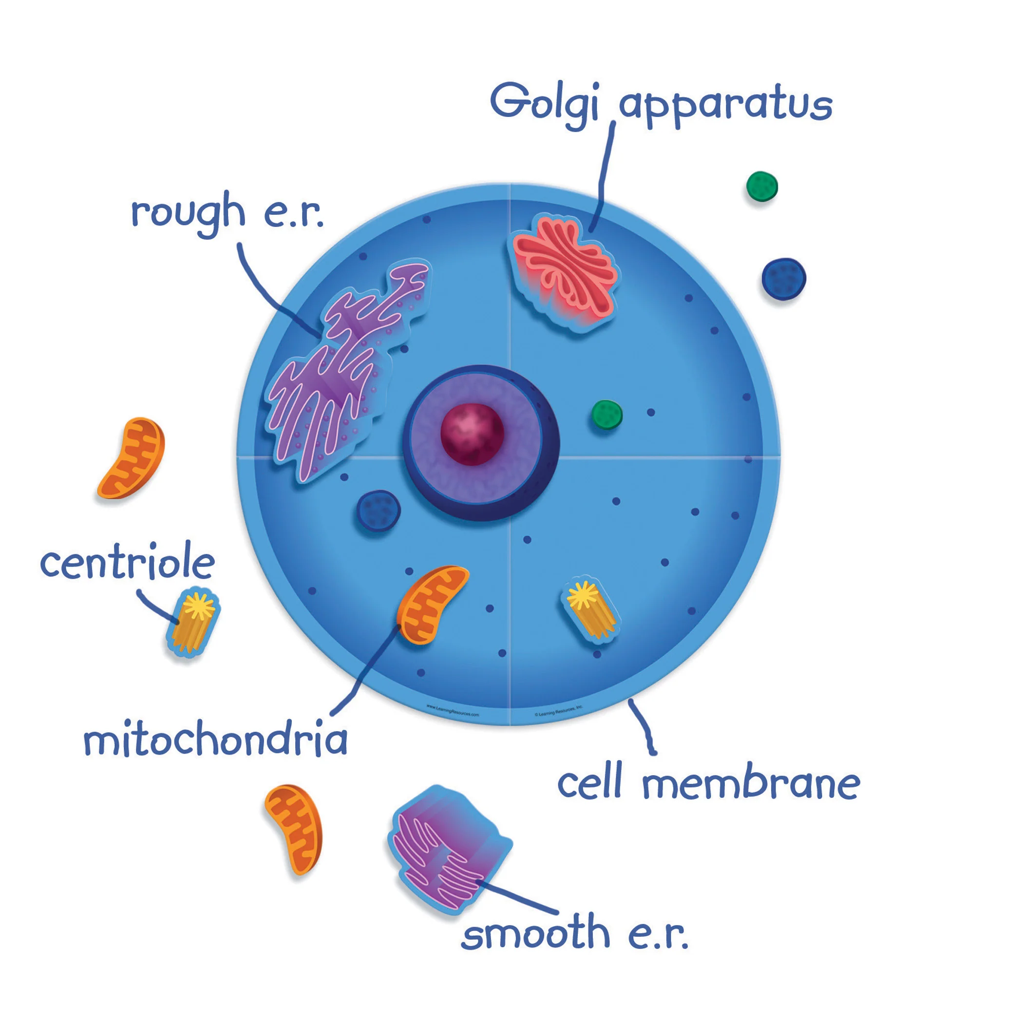 Learning Resources Giant Magnetic Animal Cell Model - Educational Toy - Image 2