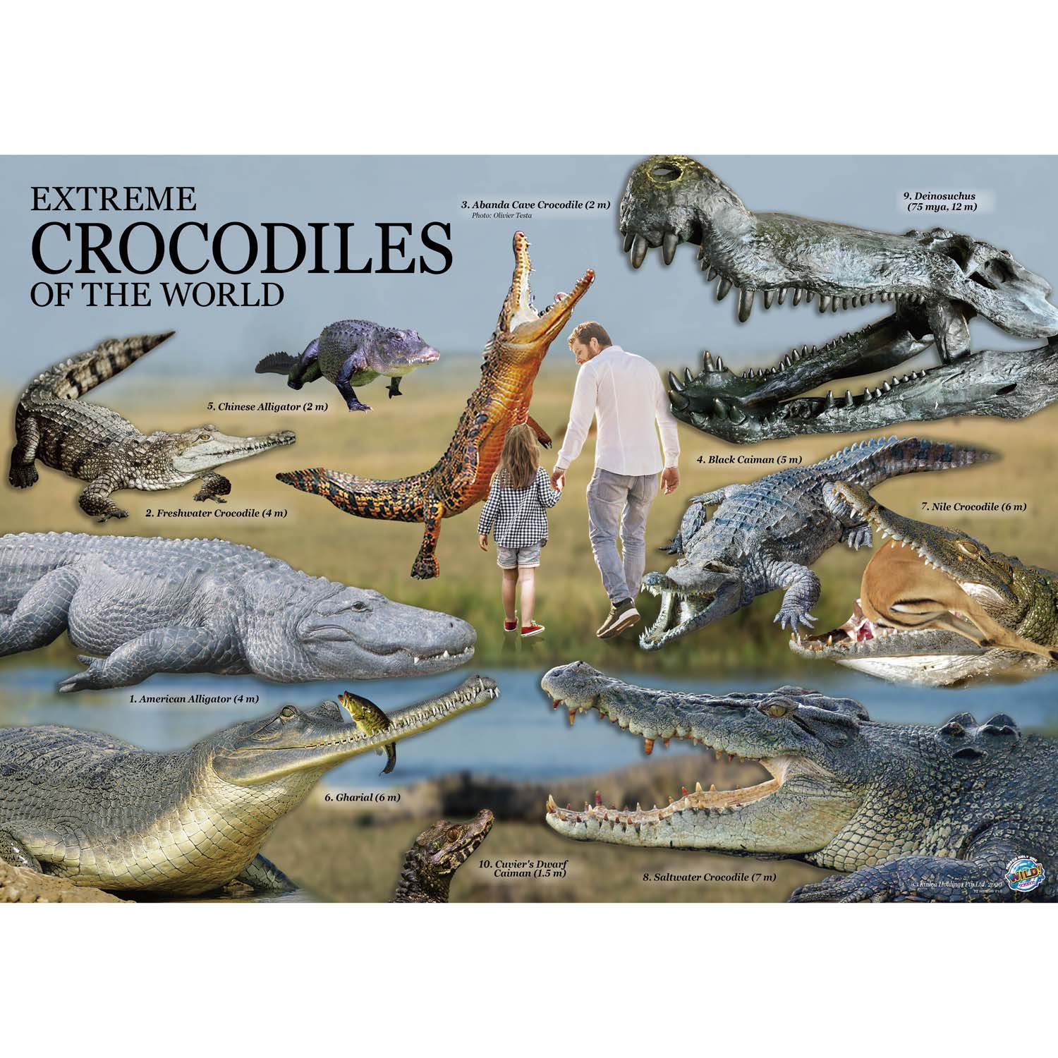 Wild Environmental Science Extreme Crocodiles Kit - Craft & Learn About Crocodiles - Image 3