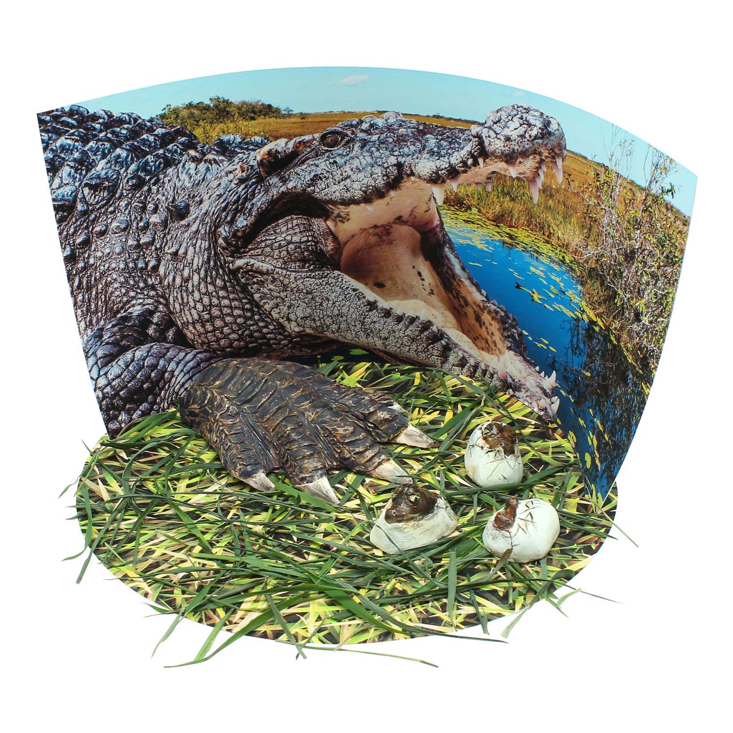 Wild Environmental Science Extreme Crocodiles Kit - Craft & Learn About Crocodiles - Image 4